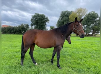 Zangersheider, Mare, 3 years, 16.1 hh, Brown