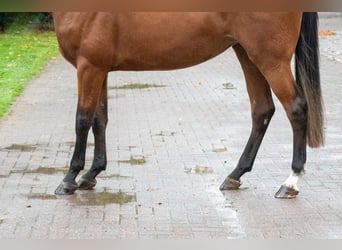 Zangersheider, Mare, 3 years, 16.1 hh, Brown