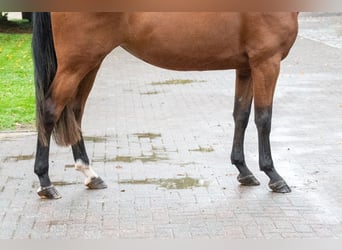 Zangersheider, Mare, 3 years, 16.1 hh, Brown