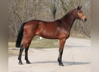 Zangersheider, Mare, 3 years, 16.1 hh, Brown