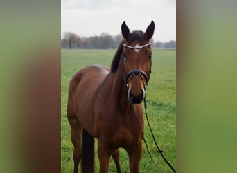 Zangersheider, Mare, 3 years, 16.1 hh, Brown