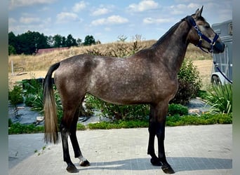 Zangersheider, Mare, 3 years, 16.1 hh, Grey