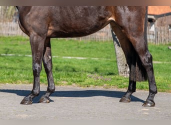 Zangersheider, Mare, 3 years, 16.1 hh