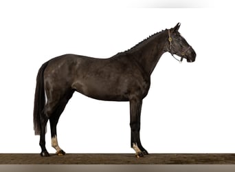 Zangersheider, Mare, 3 years, 16,1 hh, Smoky-Black