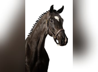 Zangersheider, Mare, 3 years, 16,1 hh, Smoky-Black