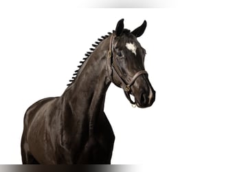 Zangersheider, Mare, 3 years, 16,1 hh, Smoky-Black