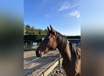 Zangersheider, Mare, 3 years, 16,2 hh, Brown