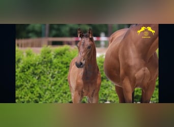 Zangersheider, Mare, 3 years, 16,2 hh, Brown