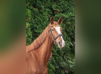 Zangersheider, Mare, 3 years, 16.2 hh, Chestnut-Red