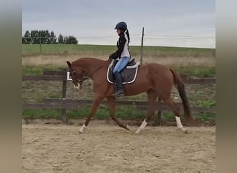 Zangersheider, Mare, 3 years, 16.2 hh, Chestnut-Red Zangersheider, Mare, 3 years, 16.2 hh, Chestnut-Red