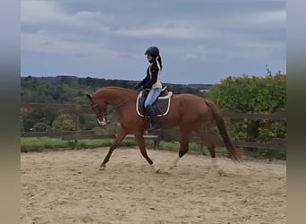 Zangersheider, Mare, 3 years, 16.2 hh, Chestnut-Red Zangersheider, Mare, 3 years, 16.2 hh, Chestnut-Red