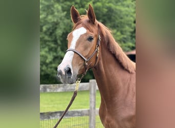 Zangersheider, Mare, 3 years, 16,3 hh, Chestnut-Red