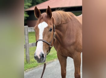 Zangersheider, Mare, 3 years, 16,3 hh, Chestnut-Red