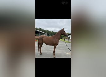 Zangersheider, Mare, 3 years, 16,3 hh, Chestnut-Red