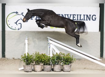 Zangersheider, Mare, 3 years, 16 hh, Bay-Dark