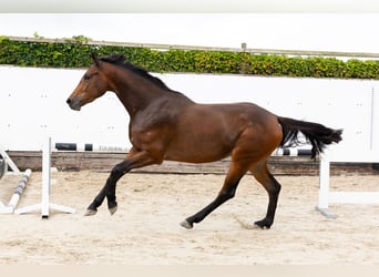 Zangersheider, Mare, 3 years, 16 hh, Bay-Dark