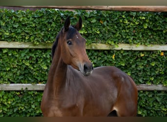 Zangersheider, Mare, 3 years, 16 hh, Bay-Dark