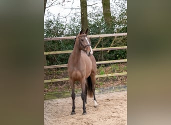 Zangersheider, Mare, 3 years, 16 hh, Brown