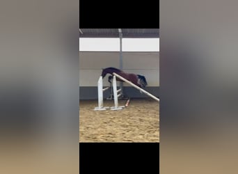 Zangersheider, Mare, 3 years, 16 hh, Brown