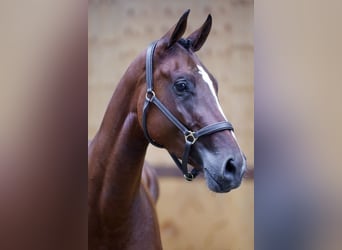 Zangersheider, Mare, 3 years, 16 hh, Brown