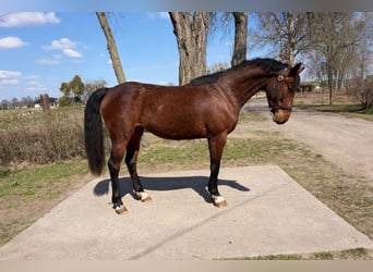 Zangersheider, Mare, 3 years, 16 hh, Brown