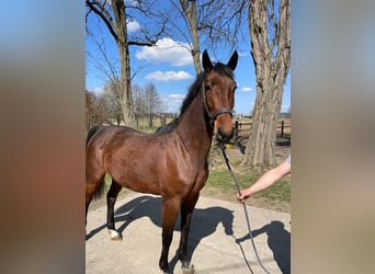 Zangersheider, Mare, 3 years, 16 hh, Brown