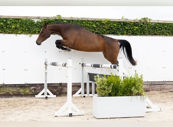 Zangersheider, Mare, 3 years, 16 hh, Brown