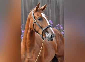 Zangersheider, Mare, 3 years, 16 hh, Chestnut-Red