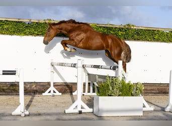 Zangersheider, Mare, 3 years, 16 hh, Chestnut-Red