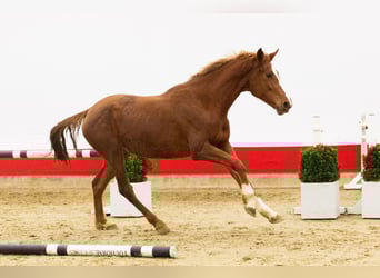 Zangersheider, Mare, 3 years, 16 hh, Chestnut-Red