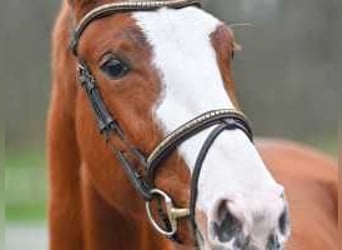 Zangersheider, Mare, 3 years, 16 hh, Chestnut