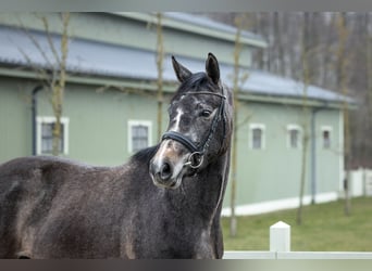 Zangersheider, Mare, 3 years, 16 hh, Grey