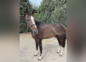 Zangersheider, Mare, 3 years, 16 hh