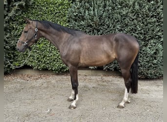 Zangersheider, Mare, 3 years, 16 hh