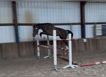 Zangersheider, Mare, 3 years, 16 hh