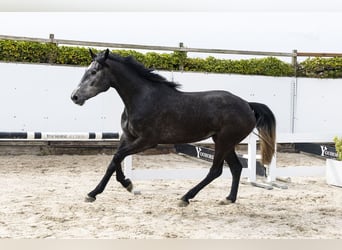 Zangersheider, Mare, 3 years, 16 hh