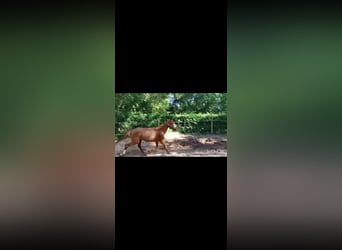 Zangersheider, Mare, 3 years, 16,1 hh, Chestnut-Red