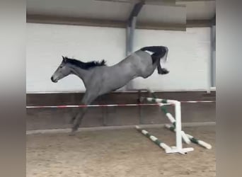 Zangersheider, Mare, 3 years, 16,1 hh, Gray