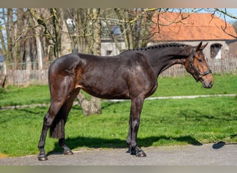 Zangersheider, Mare, 3 years, 16,1 hh