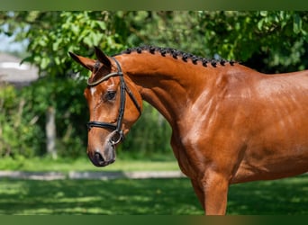 Zangersheider, Mare, 3 years, 16,1 hh