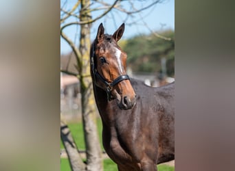 Zangersheider, Mare, 3 years, 16,1 hh