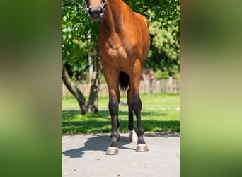 Zangersheider, Mare, 3 years, 16,1 hh