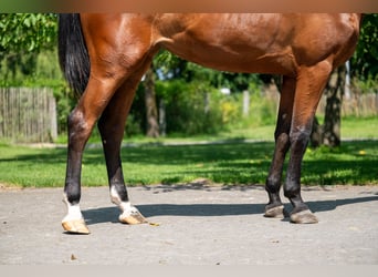 Zangersheider, Mare, 3 years, 16,1 hh