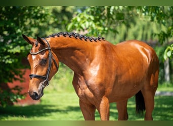 Zangersheider, Mare, 3 years, 16,1 hh