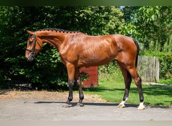 Zangersheider, Mare, 3 years, 16,1 hh