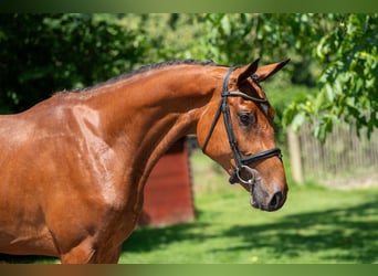Zangersheider, Mare, 3 years, 16,1 hh