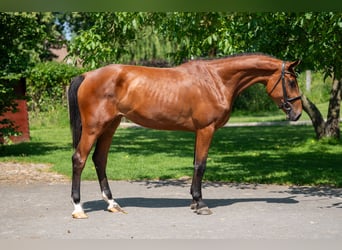 Zangersheider, Mare, 3 years, 16,1 hh