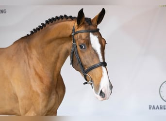 Zangersheider, Mare, 3 years, 16,2 hh, Brown