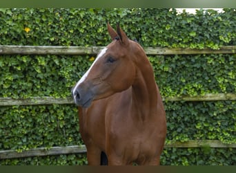 Zangersheider, Mare, 3 years, 16,2 hh, Brown