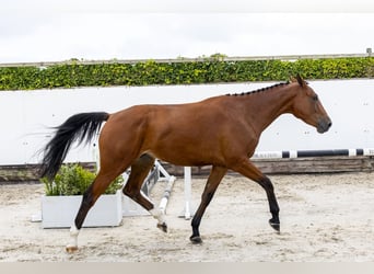 Zangersheider, Mare, 3 years, 16,2 hh, Brown